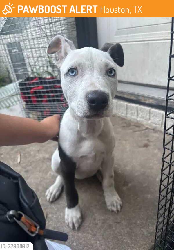 Found/Stray Female Dog last seen Near Houston , Houston, TX 77022
