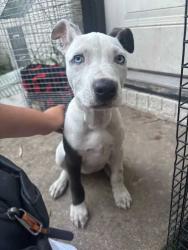 Found/Stray Female Dog last seen Near Houston , Houston, TX 77022