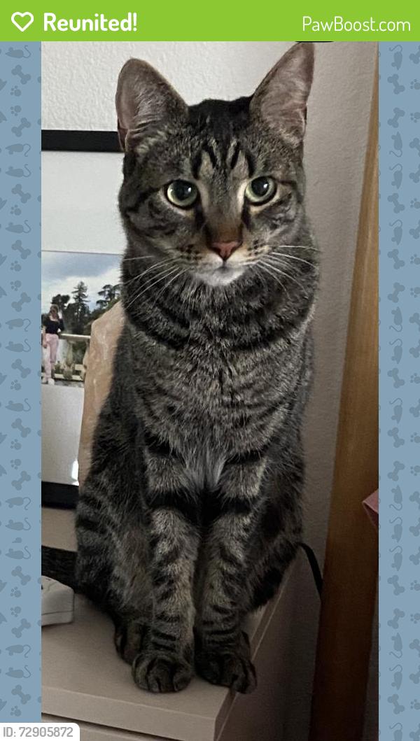 Reunited Male Cat last seen Newland and Adams, Bartlett Park area, Huntington Beach, CA 92646
