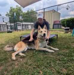 Shelter Stray Female Dog last seen Near Sheila Lane Stone Mountain, 30083, 30083, GA, Atlanta, GA 30341