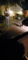 Reunited Unknown Dog last seen Flora blvd, Kissimmee, FL 34741