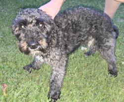 Found/Stray Male Dog last seen Collins Ave Centerville , Warner Robins, GA 31028