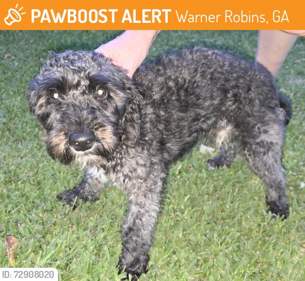 Found/Stray Male Dog last seen Collins Ave Centerville , Warner Robins, GA 31028