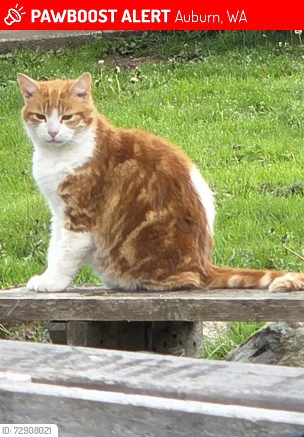 Lost Male Cat last seen South county ballfields, Auburn, WA 98001