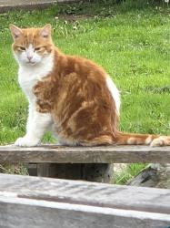 Lost Male Cat last seen South county ballfields, Auburn, WA 98001