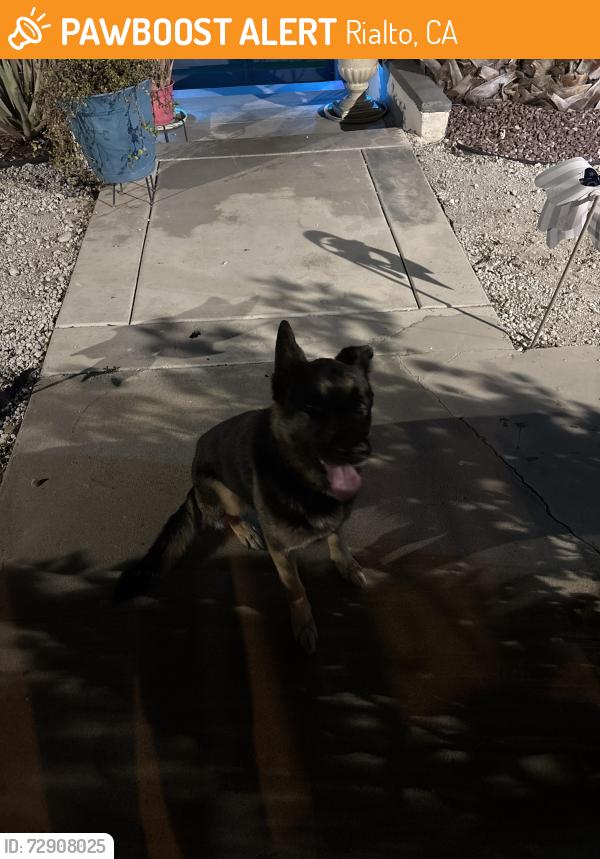 Found/Stray Male Dog last seen Near Myers elementary school, Rialto, CA 92376