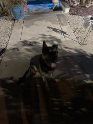 Found/Stray Male Dog last seen Near Myers elementary school, Rialto, CA 92376