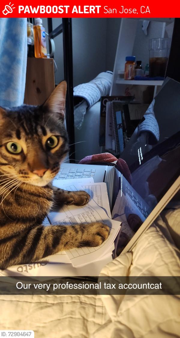 Lost Male Cat last seen Wallace Dr. and Redmond Ave., San Jose, CA 95120