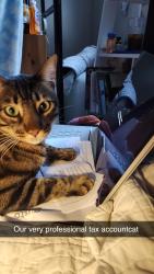 Lost Male Cat last seen Wallace Dr. and Redmond Ave.  , San Jose, CA 95120