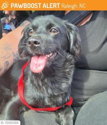 Lost Female Dog last seen Near N Spring Garden Cir, Raleigh, NC 27603, Raleigh, NC 27603