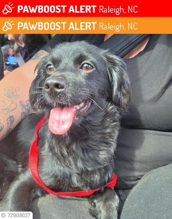 Lost Female Dog last seen Near N Spring Garden Cir, Raleigh, NC 27603, Raleigh, NC 27603
