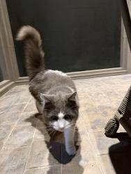 Found/Stray Unknown Cat last seen Covered bridge subdivision , Hardin Valley, TN 37932