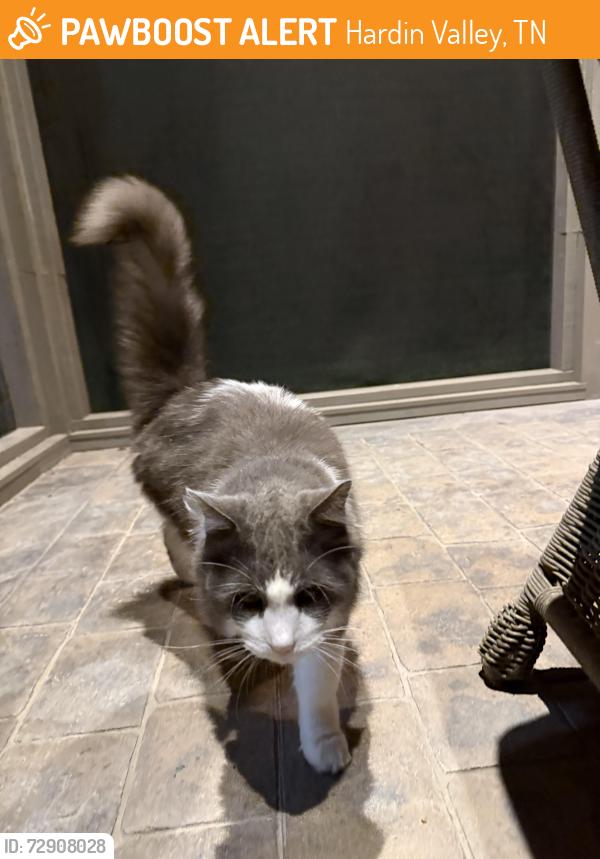 Found/Stray Unknown Cat last seen Covered bridge subdivision , Hardin Valley, TN 37932