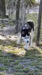 Lost Female Dog last seen Boyette Rd and Wells rd. Area, Wesley Chapel, FL 33545