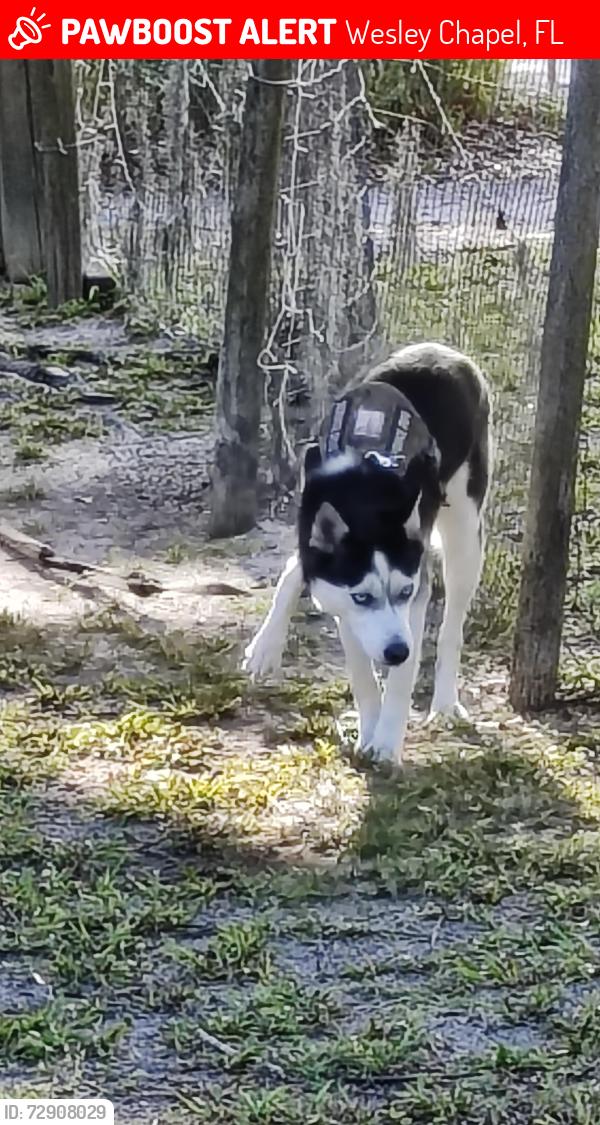 Lost Female Dog last seen Boyette Rd and Wells rd. Area, Wesley Chapel, FL 33545