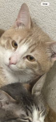 Lost Male Cat last seen Near & Roy Rd, Pearland, TX 77581