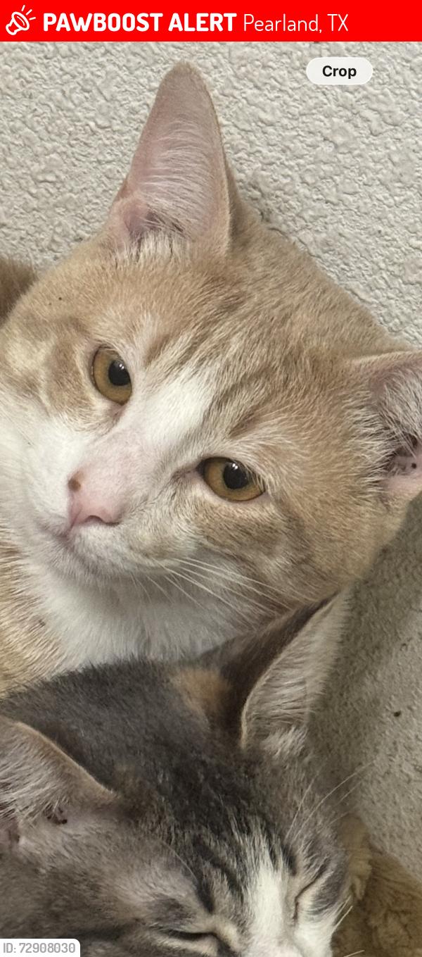Lost Male Cat last seen Near & Roy Rd, Pearland, TX 77581