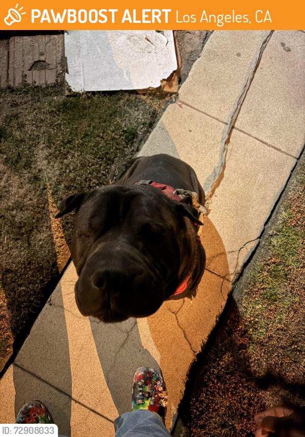 Found/Stray Male Dog last seen Vernon and Normandie, Los Angeles, CA 90037