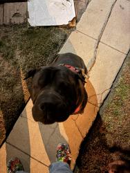 Found/Stray Male Dog last seen Vernon and Normandie, Los Angeles, CA 90037