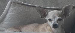 Reunited Female Dog last seen ELAC , Monterey Park, CA 91755