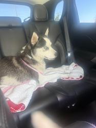Lost Female Dog last seen 7st buckeye , Phoenix, AZ 85034