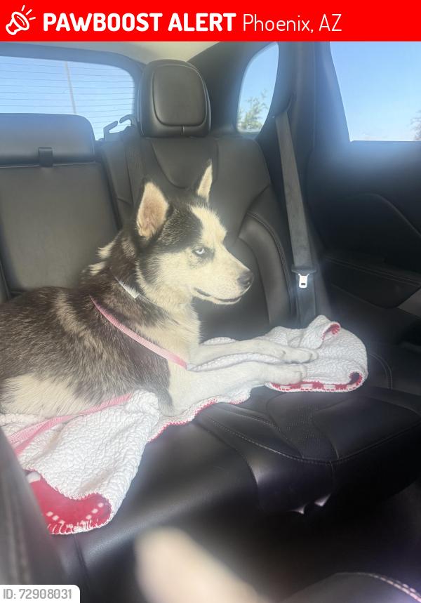 Lost Female Dog last seen 7st buckeye , Phoenix, AZ 85034