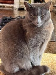 Reunited Female Cat last seen Fidelidad and Kiska, Hacienda Heights, CA 91745