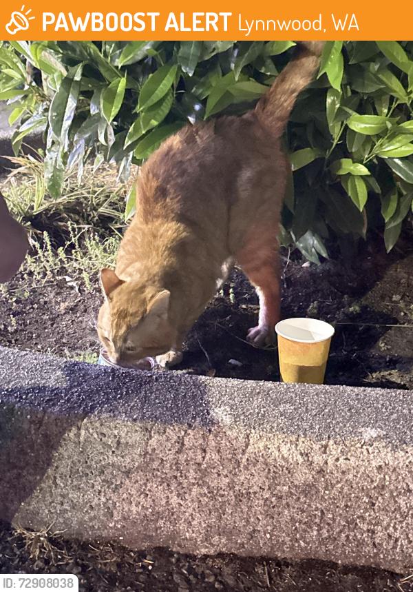 Found/Stray Unknown Cat last seen Near Hwy 99 Ste 130, Lynnwood, WA 98037, Lynnwood, WA 98037