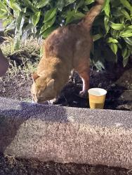 Found/Stray Unknown Cat last seen Near Hwy 99 Ste 130, Lynnwood, WA 98037, Lynnwood, WA 98037