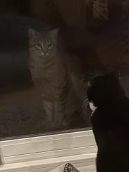 Found/Stray Unknown Cat last seen Backyards on Santiago between 39th and 40th, San Francisco, CA 94116