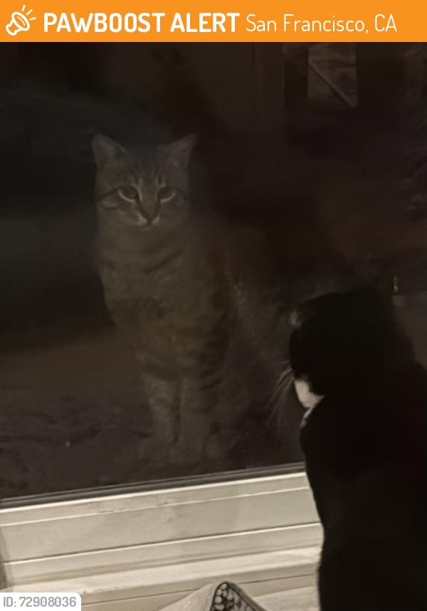 Found/Stray Unknown Cat last seen Backyards on Santiago between 39th and 40th, San Francisco, CA 94116