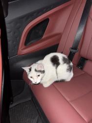 Found/Stray Unknown Cat last seen Found her in the student parking lot, Bakersfield, CA 93311