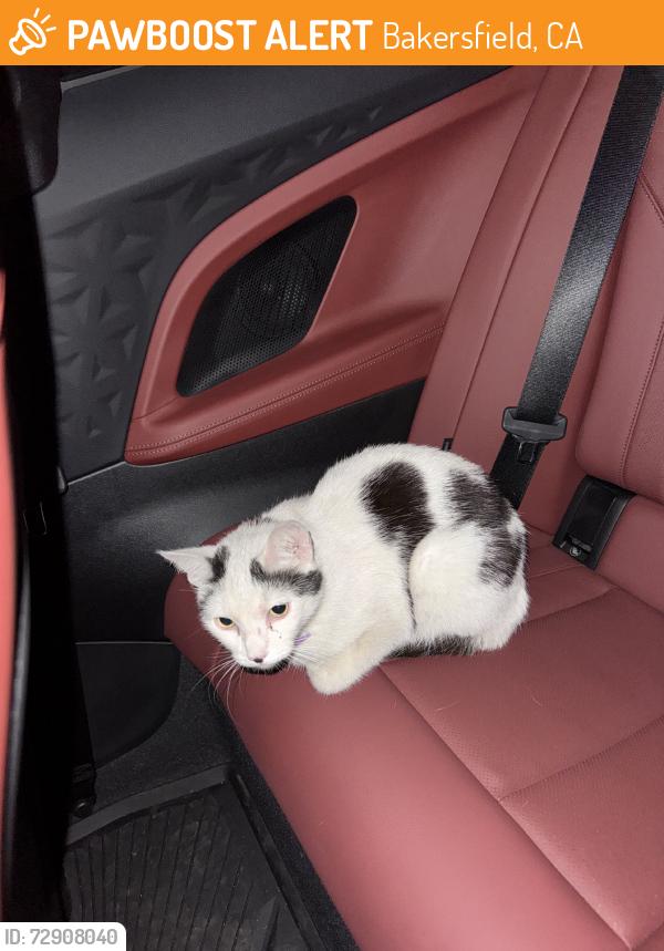 Found/Stray Unknown Cat last seen Found her in the student parking lot, Bakersfield, CA 93311