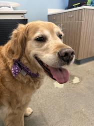 Found/Stray Female Dog last seen 24th Ave. NE and 16th St, Shoreline, WA 98155