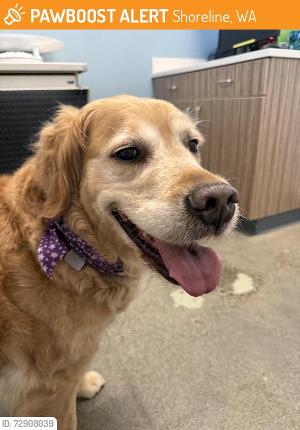 Found/Stray Female Dog last seen 24th Ave. NE and 16th St, Shoreline, WA 98155