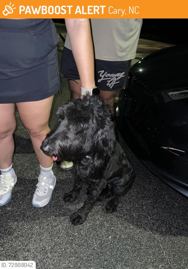 Found/Stray Female Dog last seen Walnut street park, Cary, NC 27511