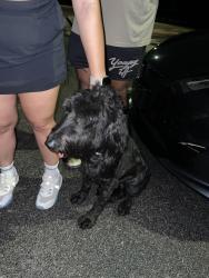Found/Stray Female Dog last seen Walnut street park, Cary, NC 27511