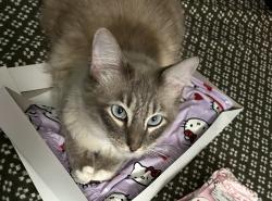 Reunited Male Cat last seen Near Hampton Rd, Hayward, CA 94541