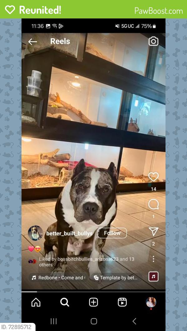 Reunited Male Dog last seen 43rd ave and peoria , Phoenix, AZ 85051