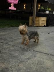 Found/Stray Unknown Dog last seen Carnation, Beaumont, CA 92223