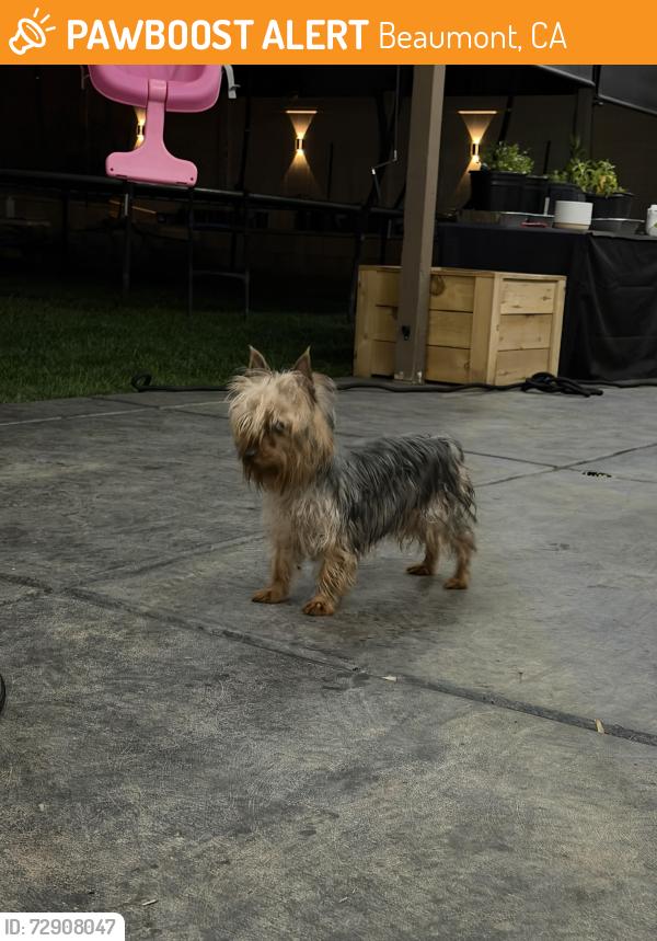 Found/Stray Unknown Dog last seen Carnation, Beaumont, CA 92223