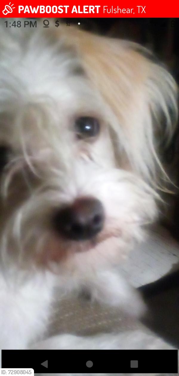 Lost Male Dog last seen School rd, Fulshear, TX 77441