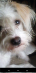 Lost Male Dog last seen School rd, Fulshear, TX 77441