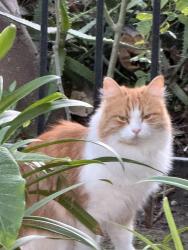 Found/Stray Unknown Cat last seen Floral Park, N Riverside Drive & N Flower Street, Santa Ana, Santa Ana, CA 92706