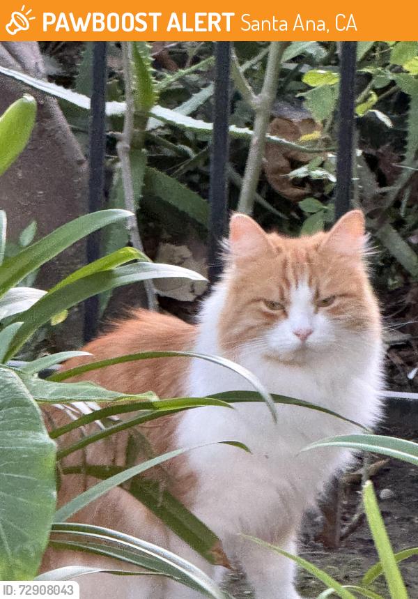 Found/Stray Unknown Cat last seen Floral Park, N Riverside Drive & N Flower Street, Santa Ana, Santa Ana, CA 92706