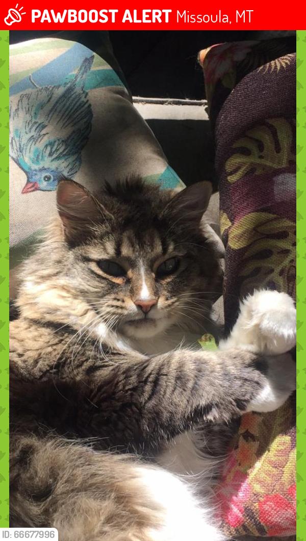 Lost Female Cat last seen in the lower rattlensake, Missoula, MT 59802