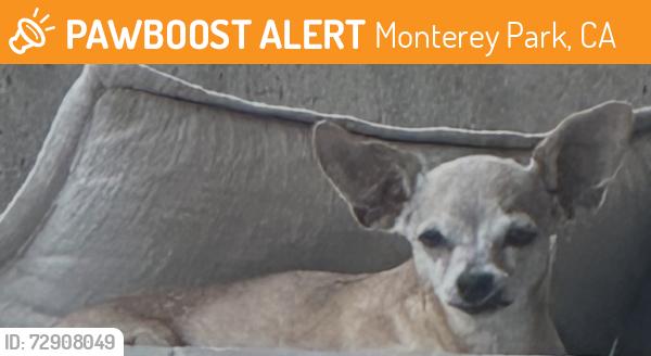 Found/Stray Female Dog last seen ELAC , Monterey Park, CA 91755