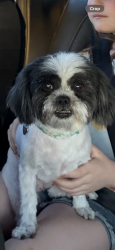 Reunited Female Dog last seen McKinley and Fresno , Fresno, CA 93703