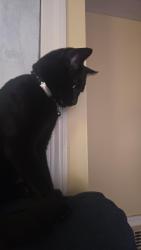 Reunited Male Cat last seen Eastwood ave and Nicolls rd, Deer Park, NY 11729