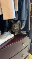 Lost Male Cat last seen By Twin Oaks Lane , Walnut Creek, CA 94596